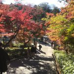 円覚寺入り口から見た紅葉の景色。